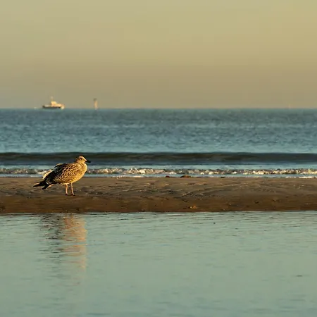 Beachside * Blankenberge